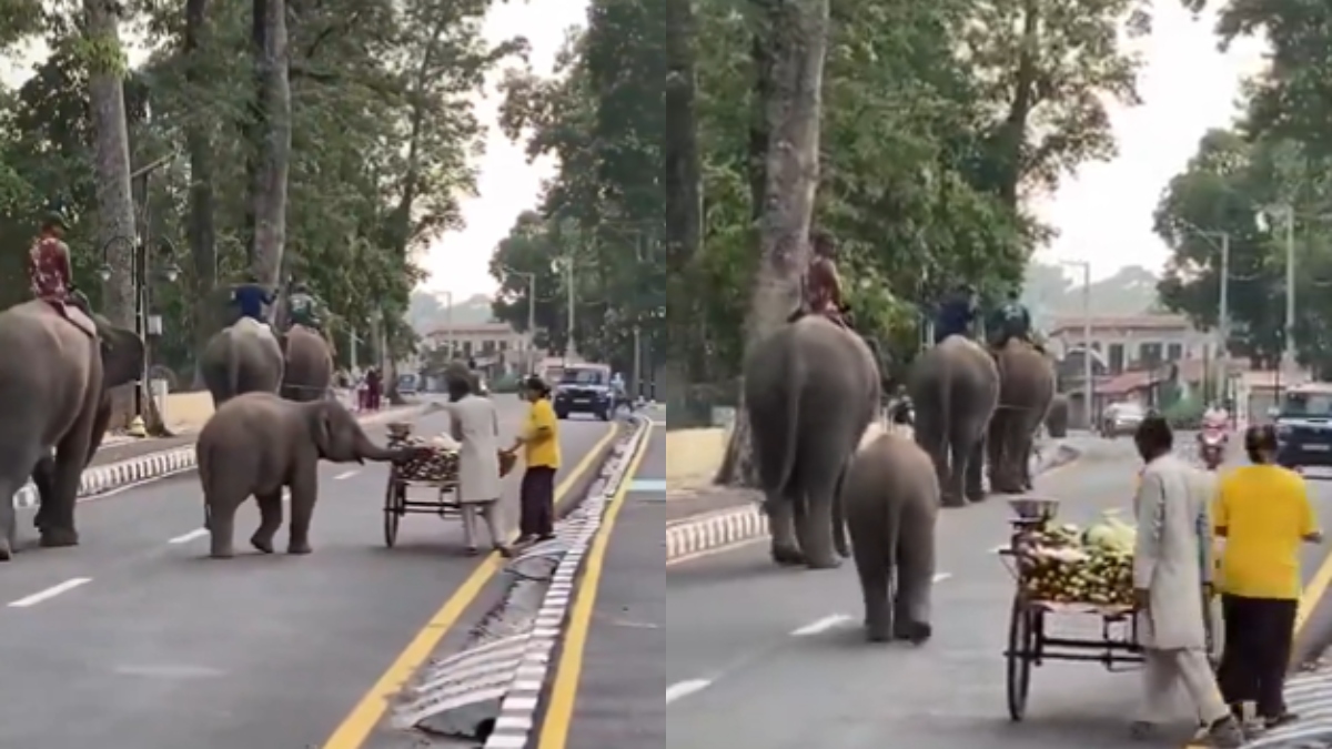 Adorable baby elephant halts traffic for a snack break in new viral video: Watch