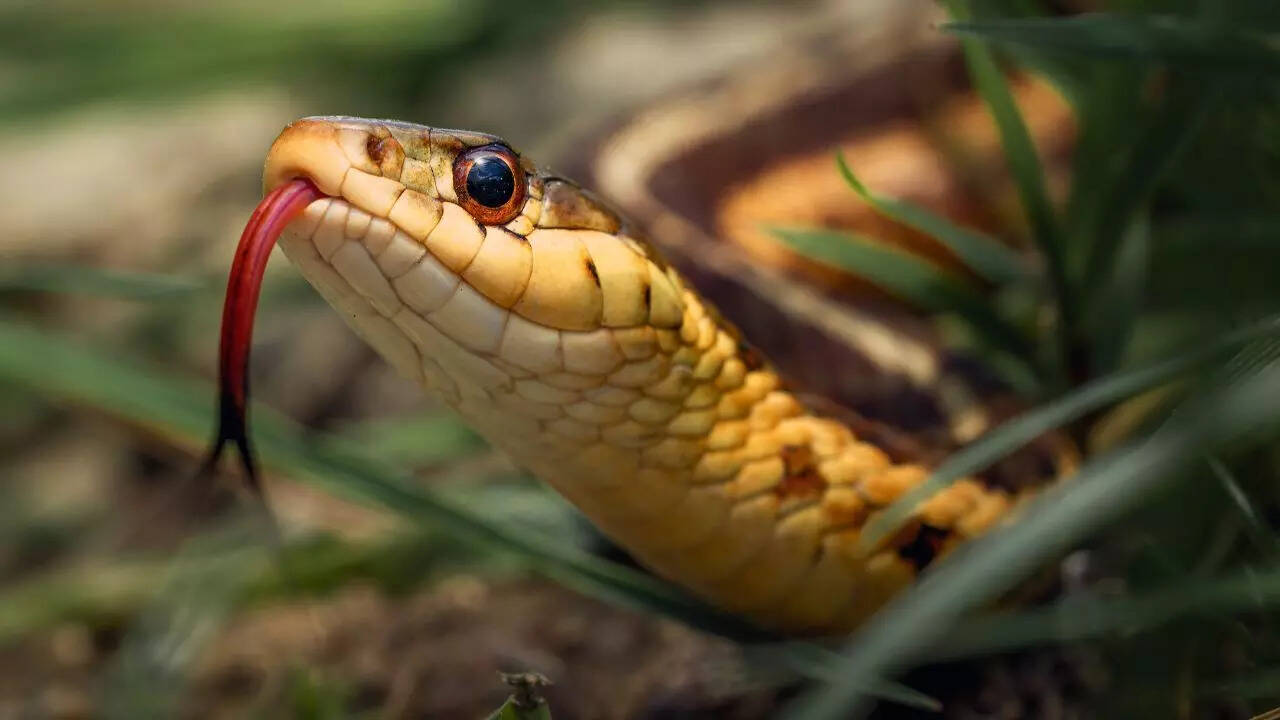 Are snakes slithering into your home? Try these 7 home remedies to stop them today