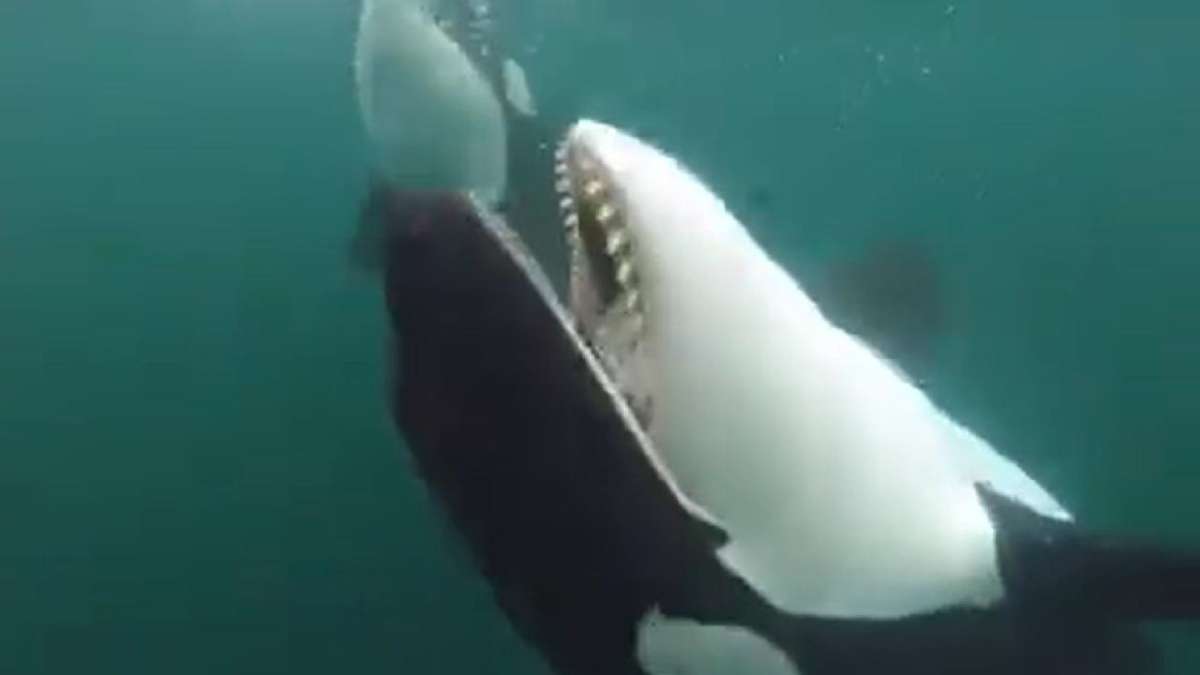 WATCH: Killer whales seen offering food to humans, scientists say rising trait among species globally