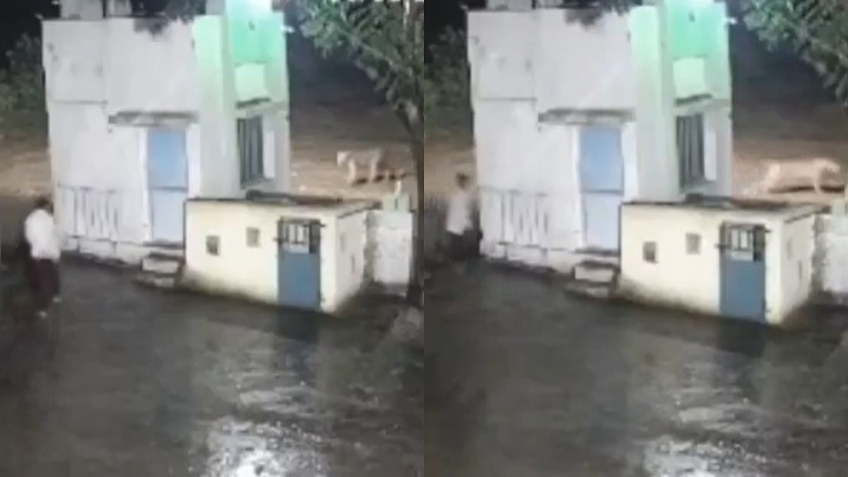 Caught on camera: Man and lion spook each other outside Gujarat cement factory, both flee in panic