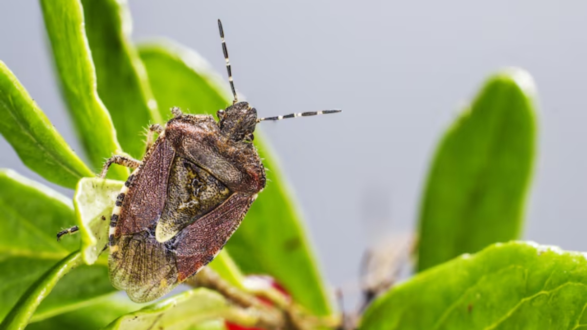 What is Chagas disease? Know causes, symptoms, and kissing bug connection