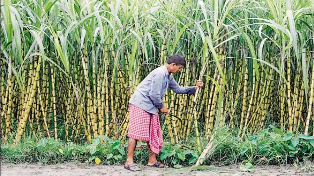 Modi govt revamps six-decade-old sugarcane law; seeks public comments on draft by May 20