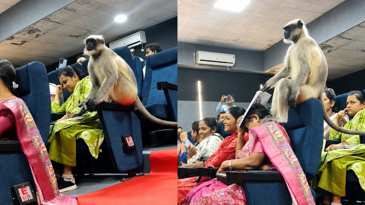 Monkey casually joins government workshop in Gujarat, leaves attendees stunned | Viral video