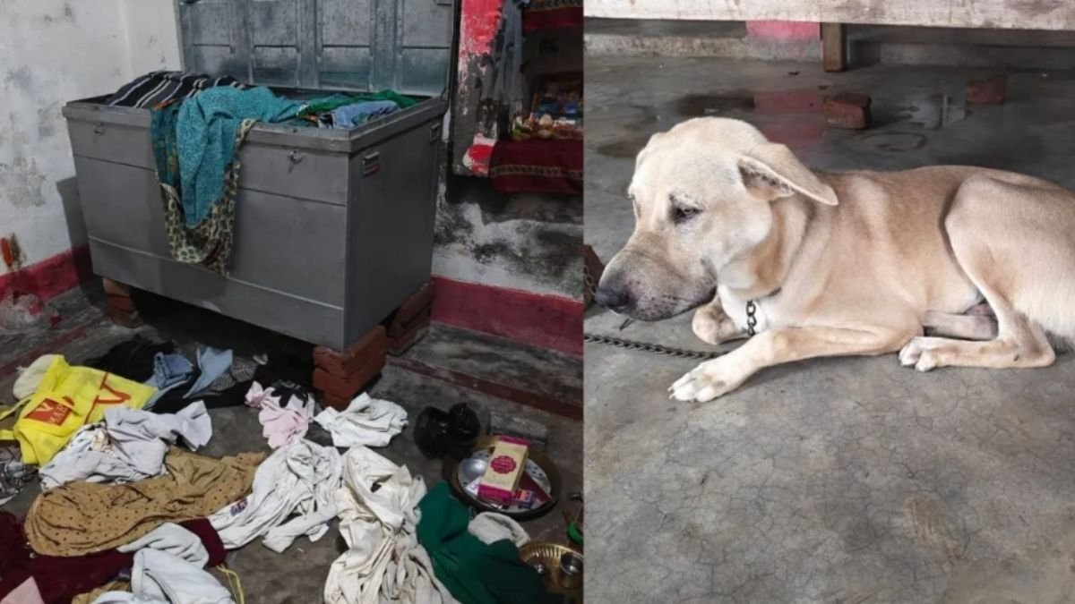 Thieves tape pet dog’s mouth before stealing jewellery worth lakhs and cash from Bihar house