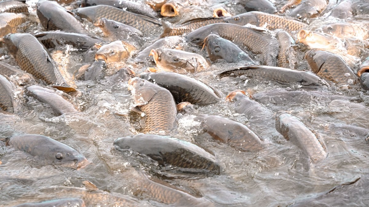 Unusually large fish enter Bihar with Nepal floodwaters, govt warns people against eating them