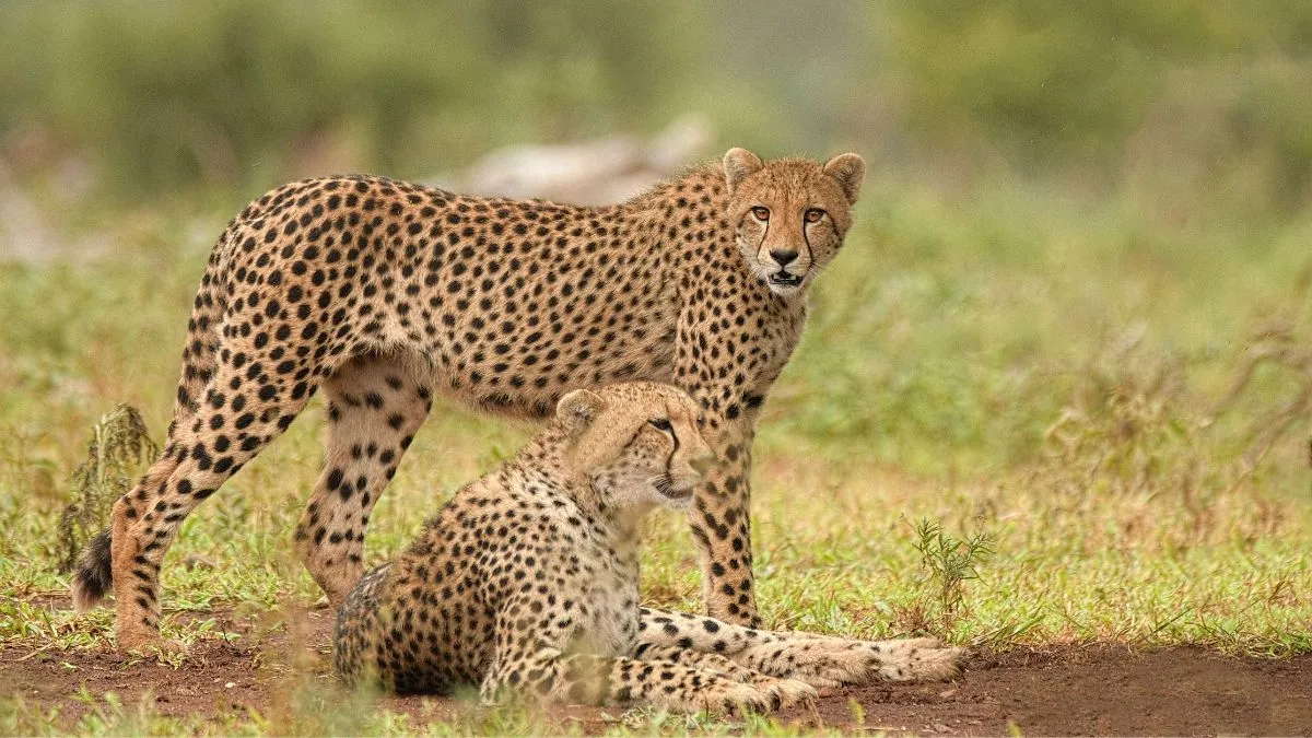 India’s cheetah comeback story, 52 big cats now roam Kuno and Gandhi Sagar