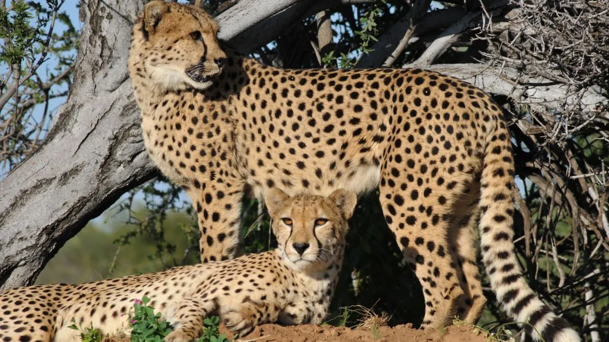 Five cheetah cubs born at Kuno National Park, India’s cheetah count rises to 60